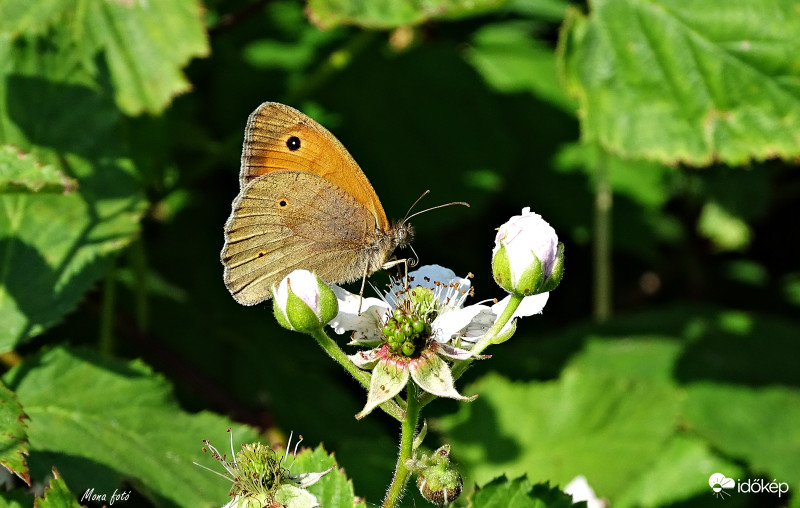 Nagy ökörszemlepke