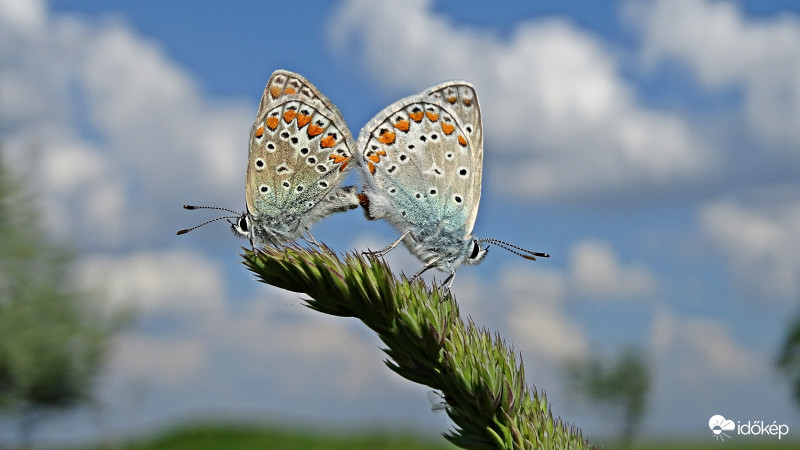 Tavasz