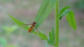 Zengőlégy