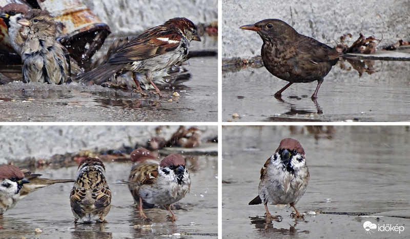 "Pocsolyába léptem..."