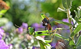 Szárnyát vagy combját?