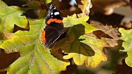 Az árnyékom is szép?!