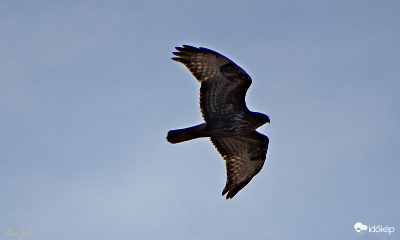 Alacsony szárnyaló!