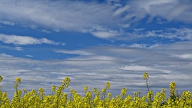 Homokmégy