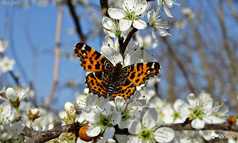 Pókhálós lepke (tavaszi alakváltozat)