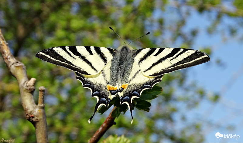 Kardfarkú pillangó
