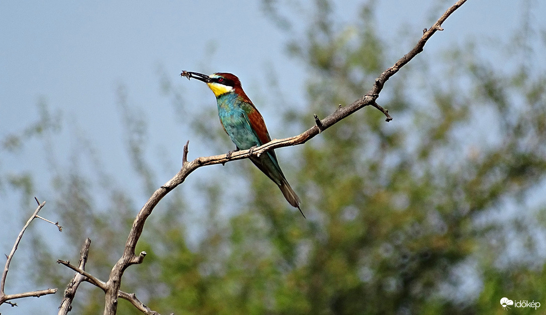 Gyurgyalag