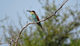 Gyurgyalag