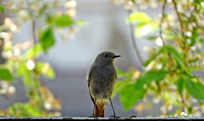 Stabil terpeszállás