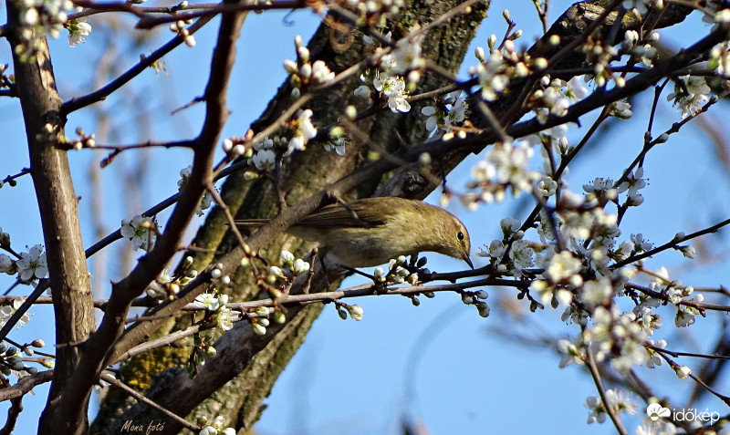 Füzike virágok között
