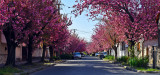  Virágos utca kép