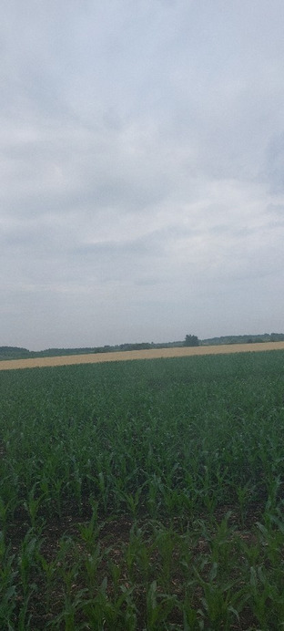 Kisgyócs