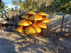 Tőkegomba