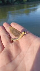 Budapest III.ker - Csillaghegy