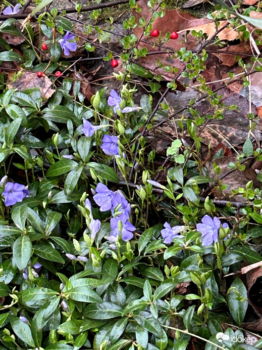 Kis télizöld meténg (Vinca minor)