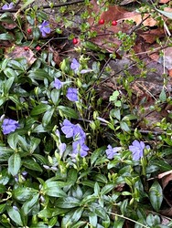 Kis télizöld meténg (Vinca minor)