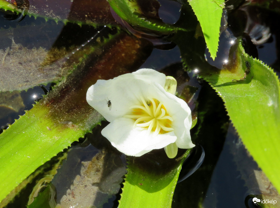 Microcosmos