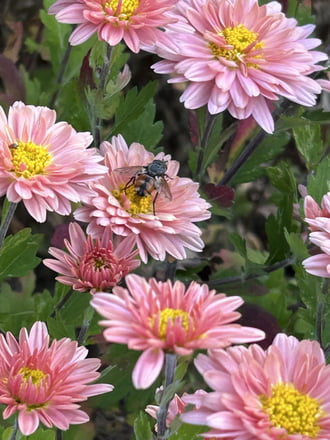 Amíg virág nyílik, munka is van!