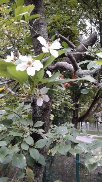 Virágzó Gyümölcsfa
