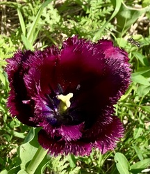 Tulipánfarmon