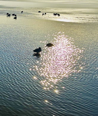 Ebédidő a gyöngyöző tavon
