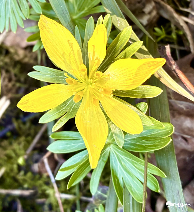 Kikeleti téltemető