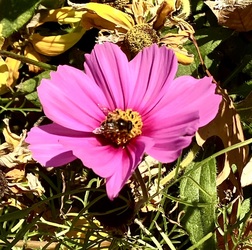 Pink az őszi sárgulásban