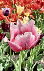 Fertődi tulipán