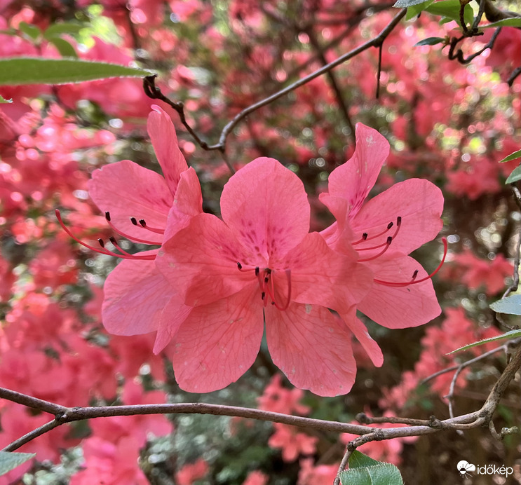 Rododendron virágzás