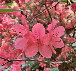 Rododendron virágzás