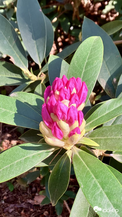 Rhododendron 'President Roosevelt'