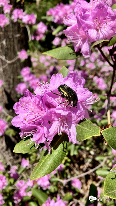 Jeli arborétumban