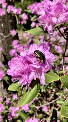Jeli arborétumban