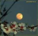 Tavaszi Hold