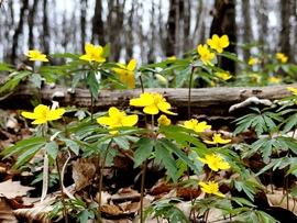 Bükki Nemzeti Park 