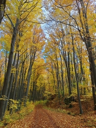 munkacsi_gyongyi fotója