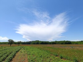 Lajosmizse