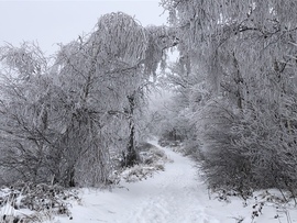 2023.01.26_Gyönyörű zúzmara képződés a Kőszegi-hegyen 650 méter felett. Szélcsend, -3 C fok, 20 cm hó.