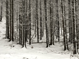 2023.01.26_Gyönyörű zúzmara képződés a Kőszegi-hegyen 650 méter felett. Szélcsend, -3 C fok, 20 cm hó.