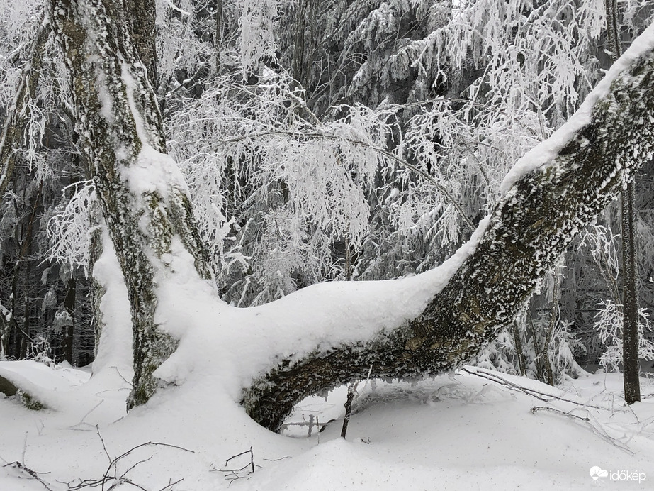 2023.01.26_Gyönyörű zúzmara képződés a Kőszegi-hegyen 650 méter felett. Szélcsend, -3 C fok, 20 cm hó.