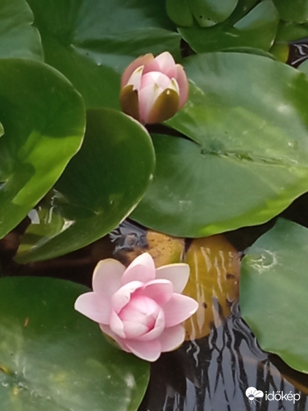 Margitsziget - nyár