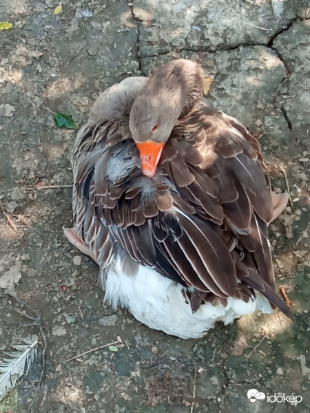 Hátul is megigazitom