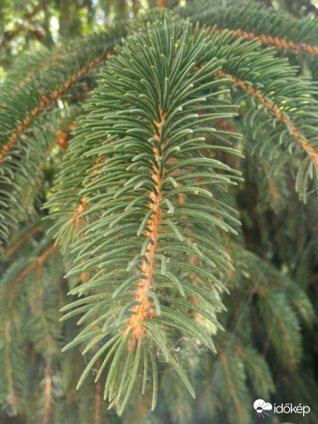 Tűlevelek sűrűjében