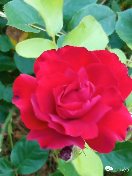 Jó éjszakát kívánok