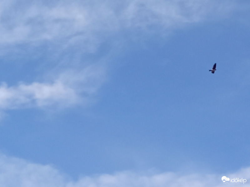 Így járok a fecskékkel :(