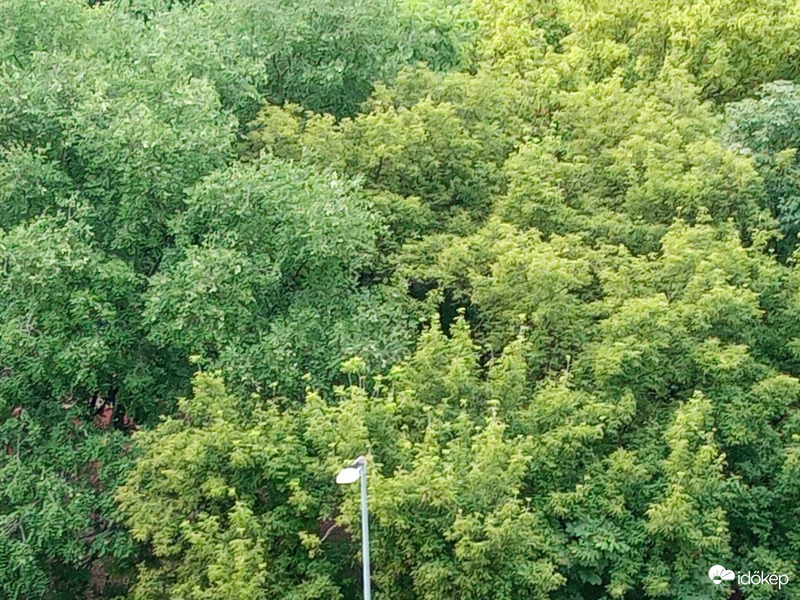 Nagyon jó, hogy sok fa van, ültetnek is sokat :)