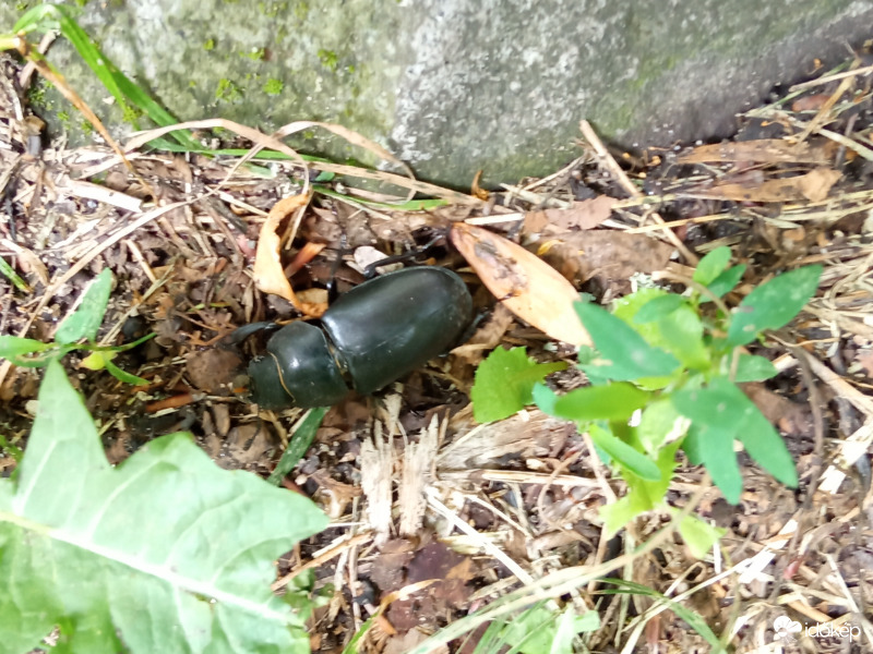 Rovarok