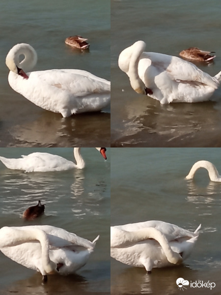 Siófok július 31.