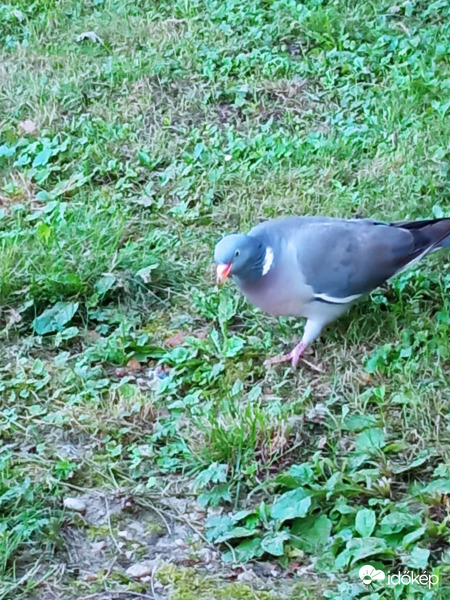 Ne zavarj, legelészek!