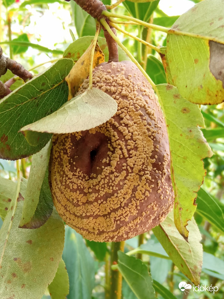 Kicsit kijöttek a pattanásaim